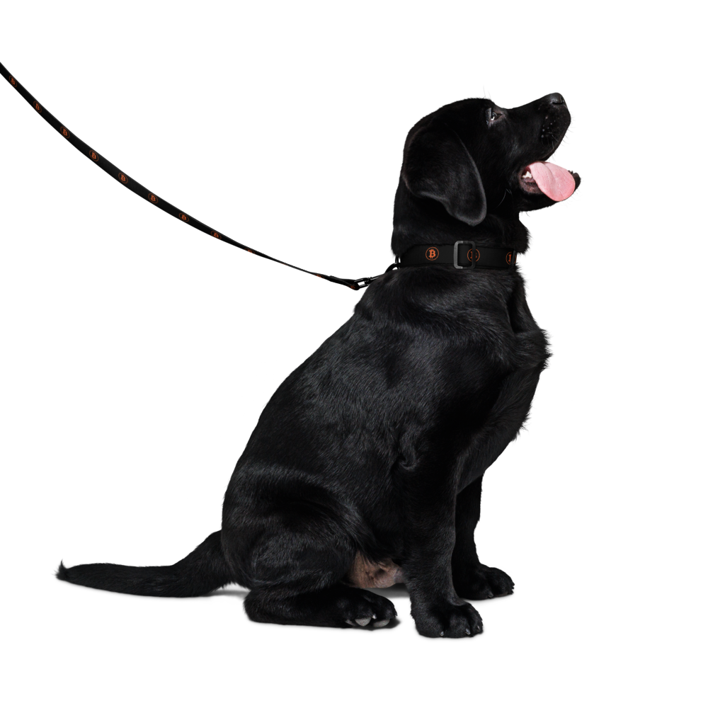 BTC Circle Logo Pet collar & leash (Black)